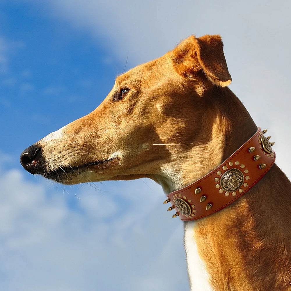 Collier Large pour Chien en Cuir Véritable avec Clous
