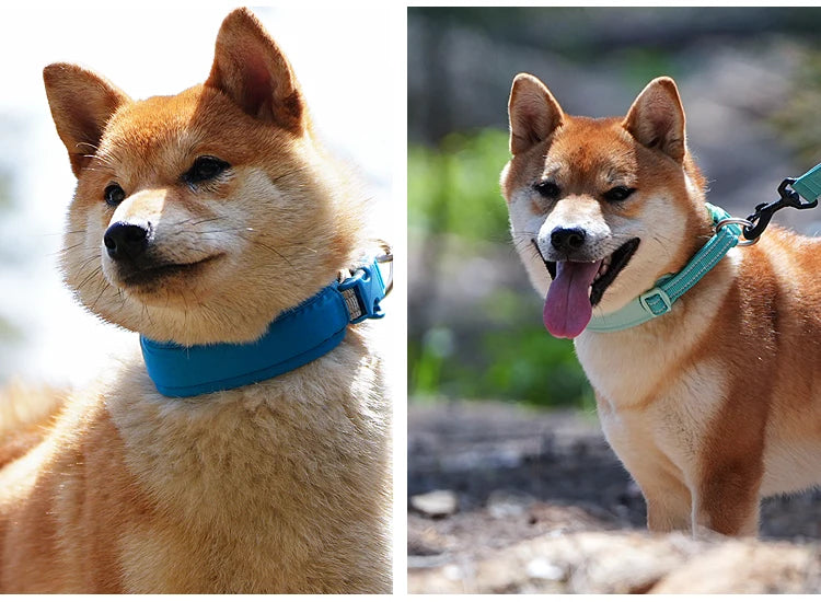 Collier pour Chien AirTag – Nylon Réfléchissant Ajustable