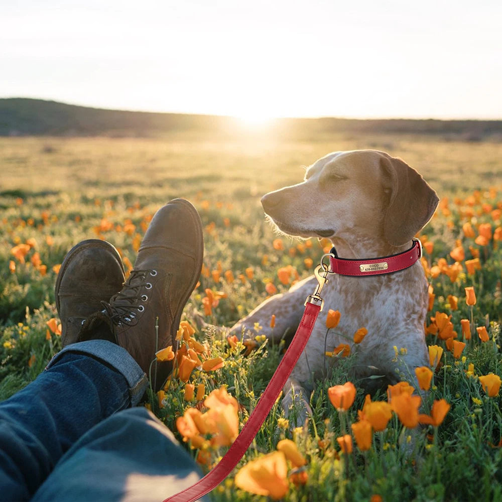 Collier et Laisse en cuir pour Chien Personnalisés