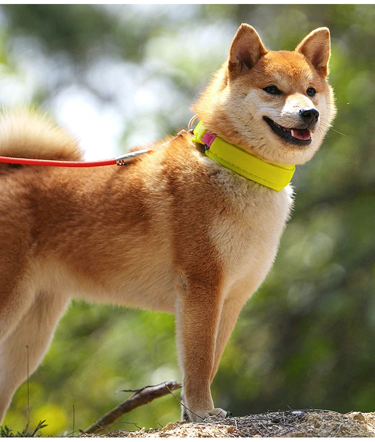 Collier pour Chien AirTag – Nylon Réfléchissant Ajustable